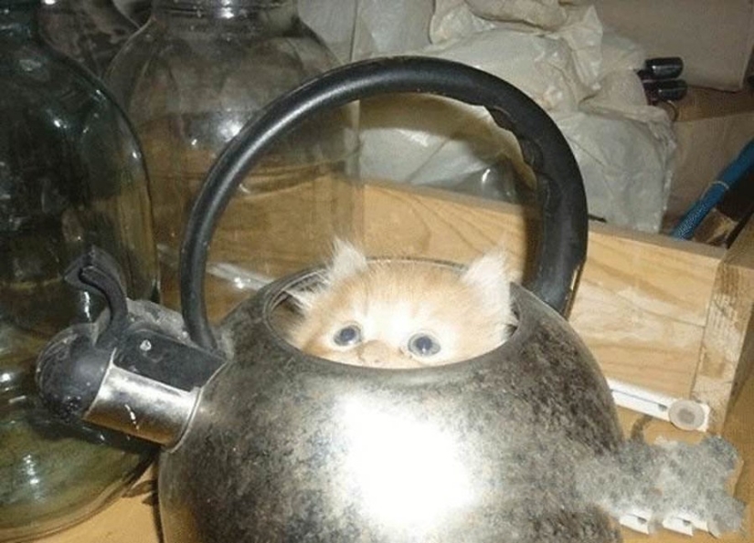 15 lugares donde nunca esperábamos ver un gato 15 lugares donde nunca esperábamos ver un gato
