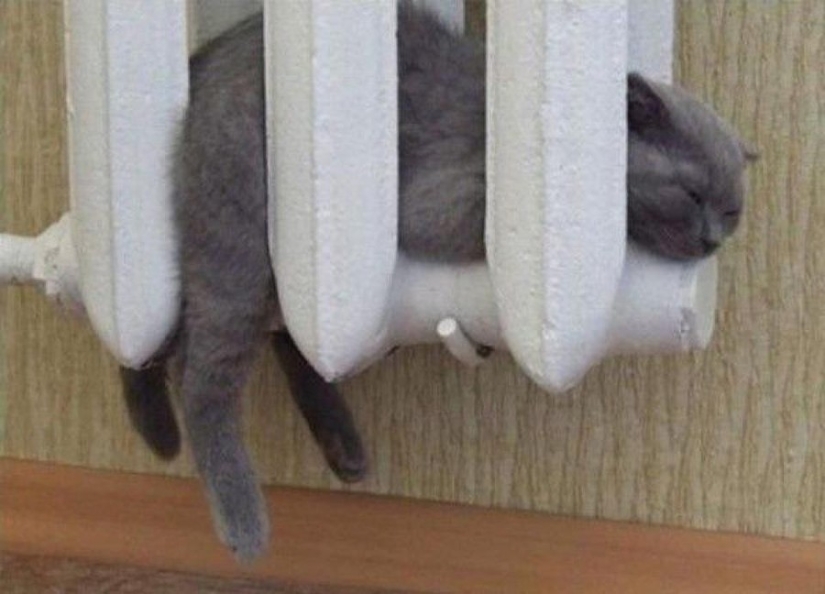 15 lugares donde nunca esperábamos ver un gato 15 lugares donde nunca esperábamos ver un gato