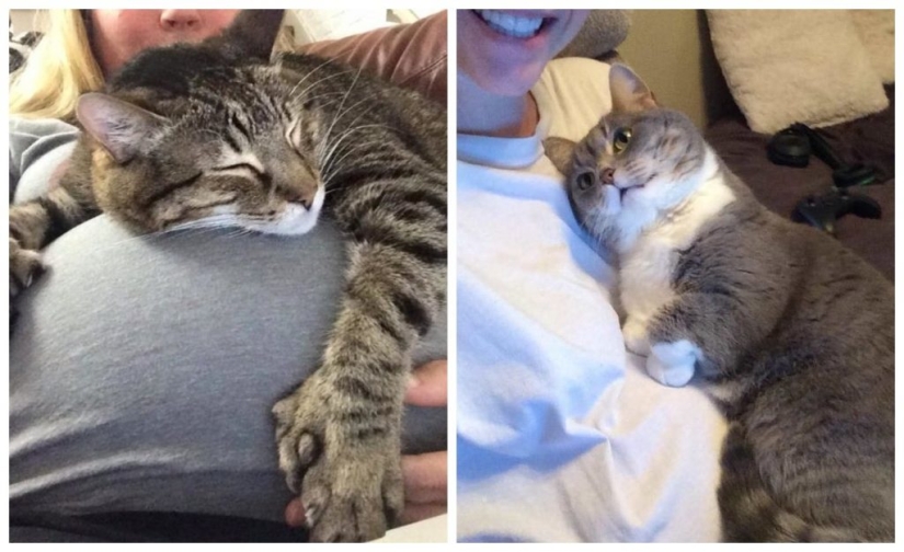 15 mascotas que se dieron cuenta de que su amante estaba embarazada