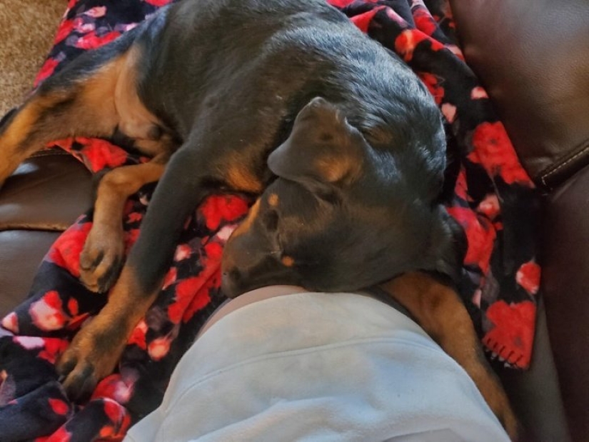 15 mascotas que se dieron cuenta de que su amante estaba embarazada