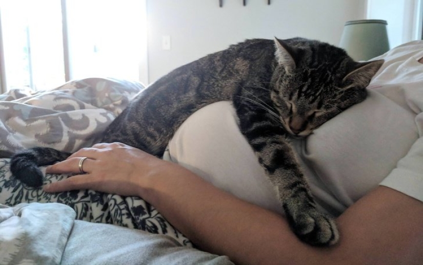 15 mascotas que se dieron cuenta de que su amante estaba embarazada