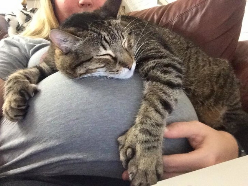 15 mascotas que se dieron cuenta de que su amante estaba embarazada