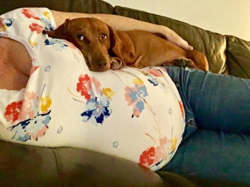 15 mascotas que se dieron cuenta de que su amante estaba embarazada