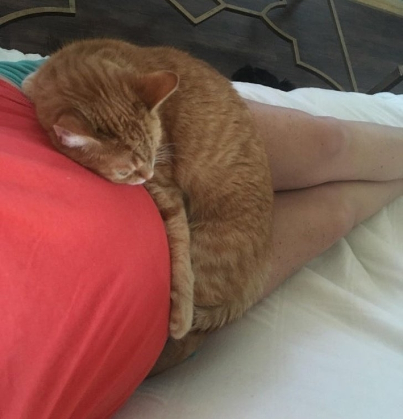 15 mascotas que se dieron cuenta de que su amante estaba embarazada