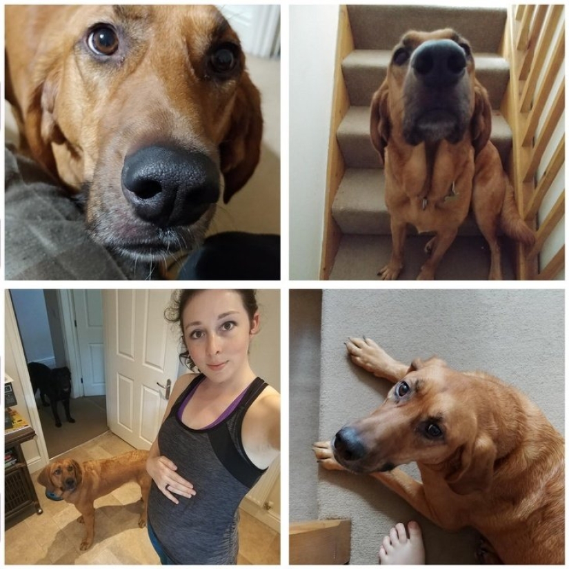 15 mascotas que se dieron cuenta de que su amante estaba embarazada