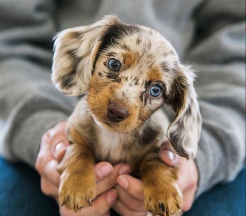 15 of the most beautiful puppies who will make you tenderness 15 of the most beautiful puppies who will make you tenderness