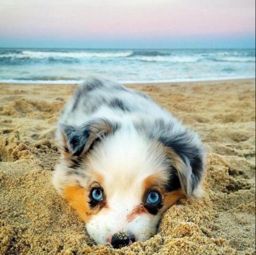 15 of the most beautiful puppies who will make you tenderness 15 of the most beautiful puppies who will make you tenderness