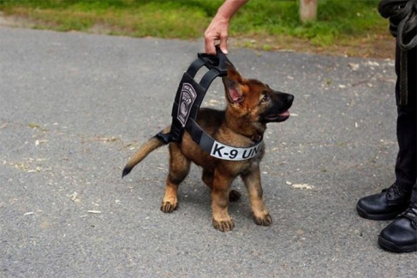 15 of the most beautiful puppies who will make you tenderness 15 of the most beautiful puppies who will make you tenderness