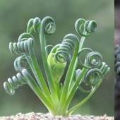15 outlandish indoor plants that look like alien 15 outlandish indoor plants that look like alien