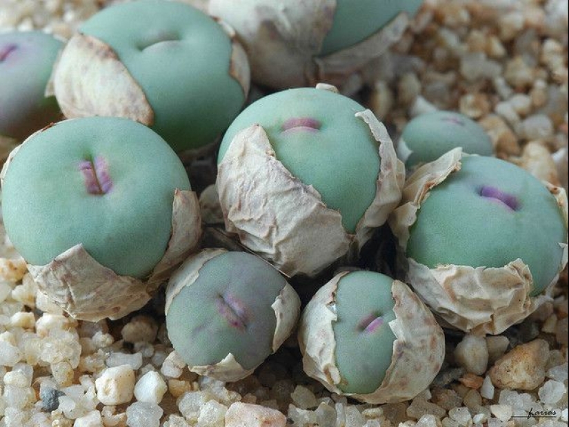 15 outlandish indoor plants that look like alien