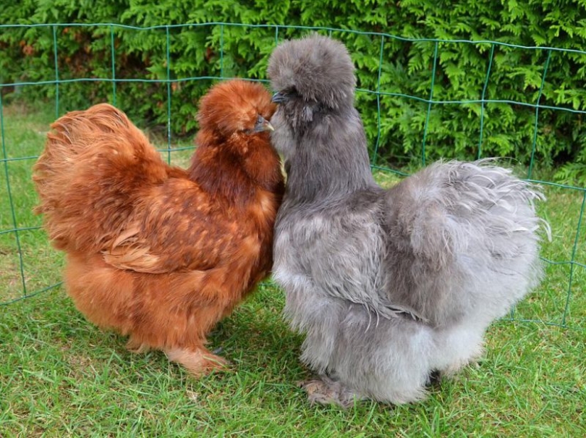 15 people and animals, who won the genetic lottery