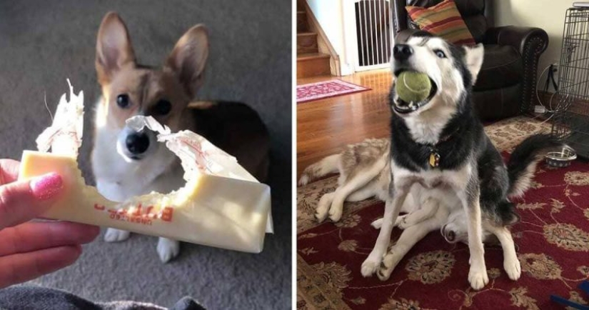 15 perros que trató de ser bueno y obediente, pero algo salió mal