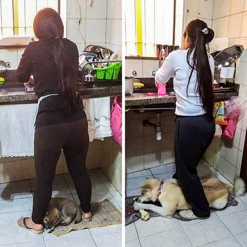 15 perros que trató de ser bueno y obediente, pero algo salió mal