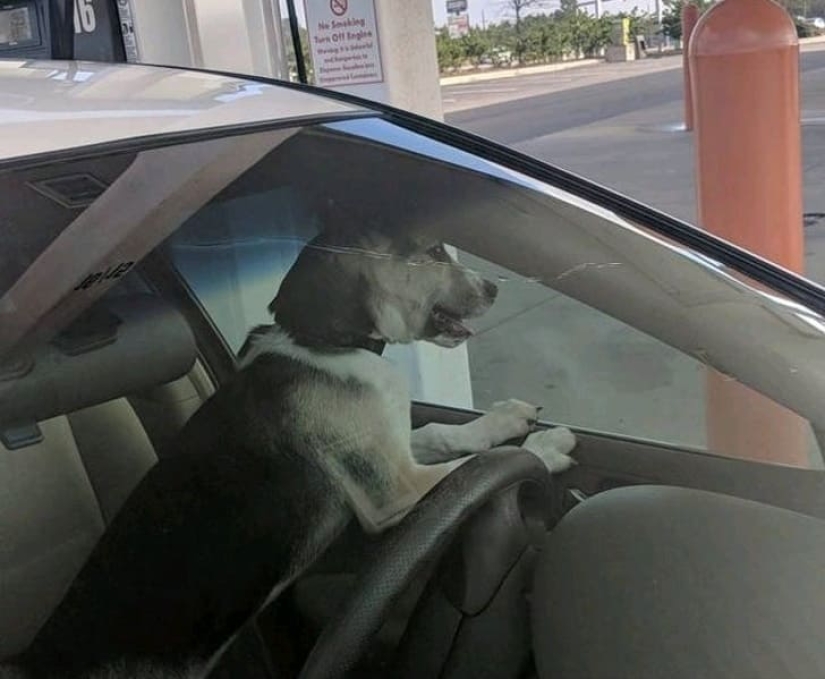 15 perros que trató de ser bueno y obediente, pero algo salió mal