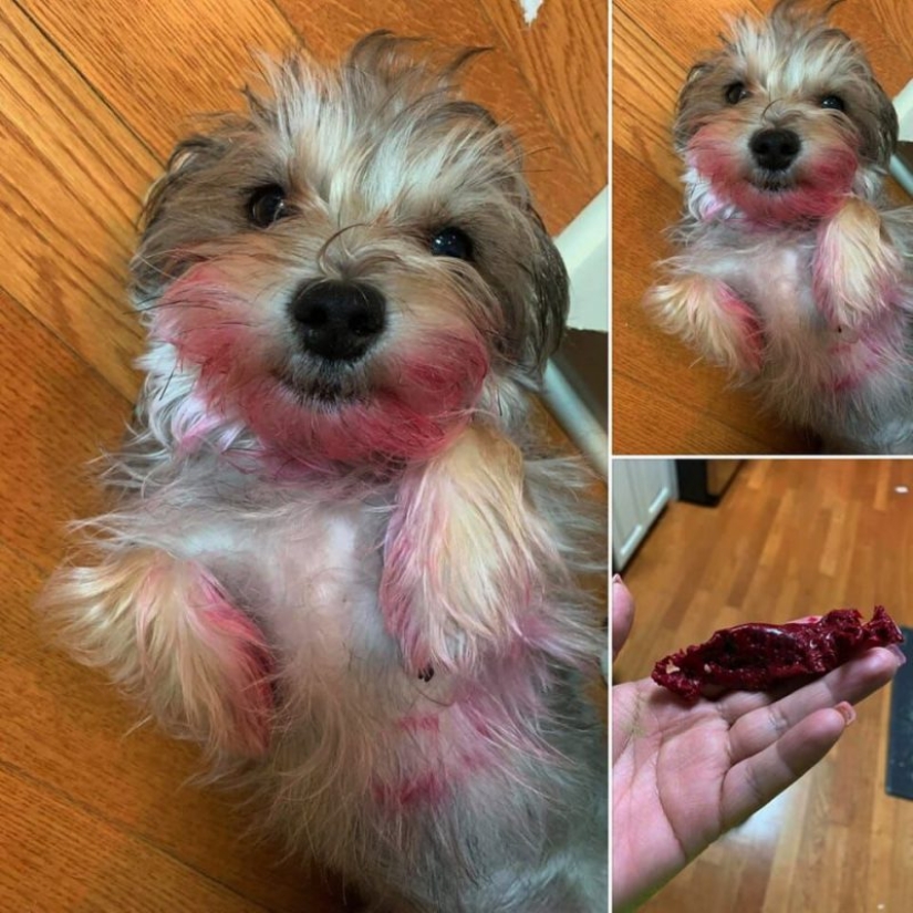 15 perros que trató de ser bueno y obediente, pero algo salió mal