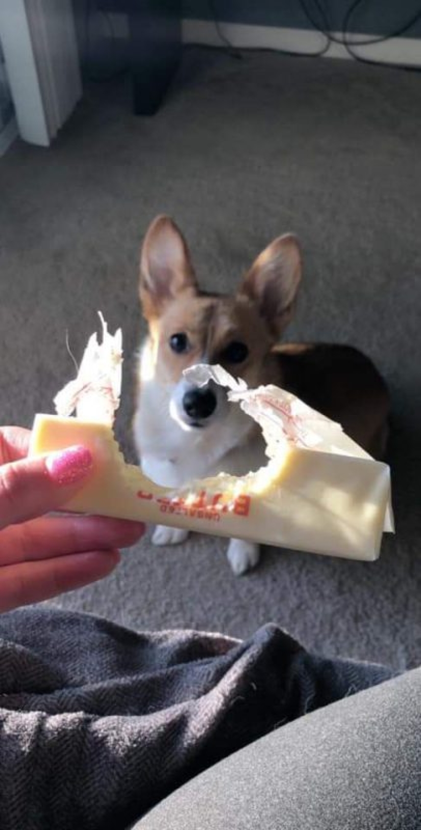 15 perros que trató de ser bueno y obediente, pero algo salió mal