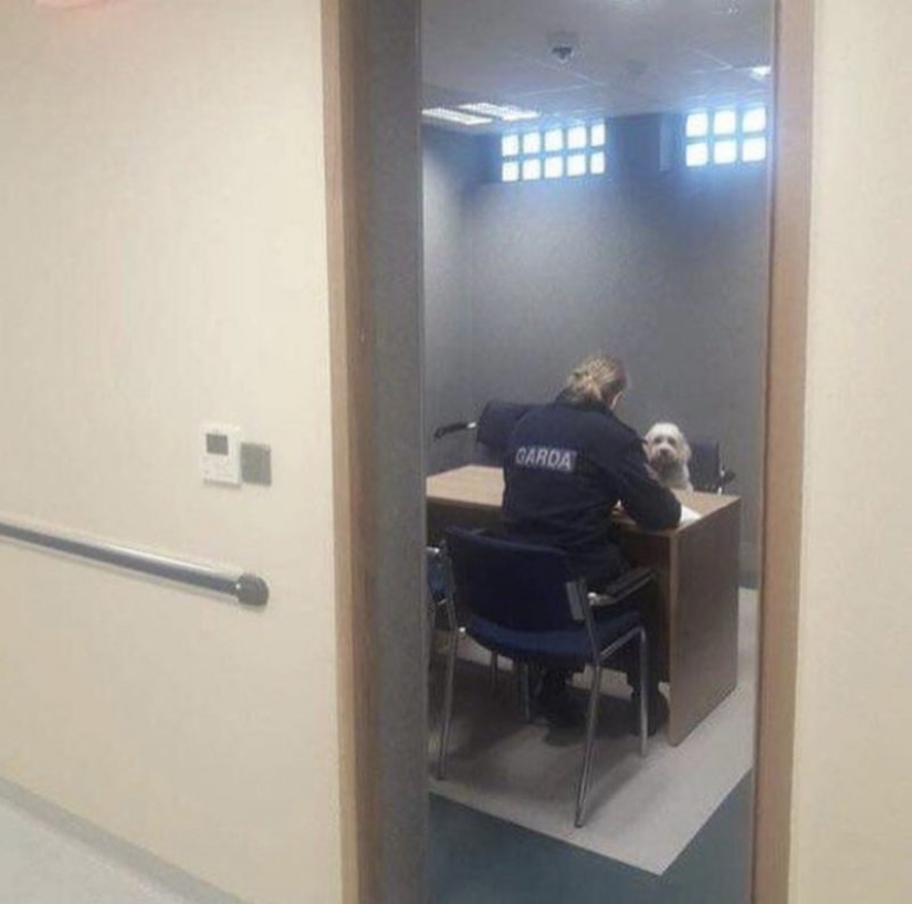 15 perros que trató de ser bueno y obediente, pero algo salió mal
