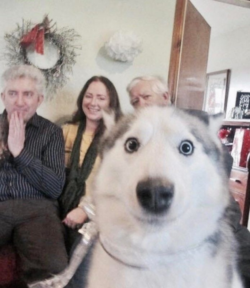 15 perros que trató de ser bueno y obediente, pero algo salió mal