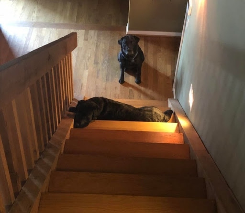 15 perros que trató de ser bueno y obediente, pero algo salió mal