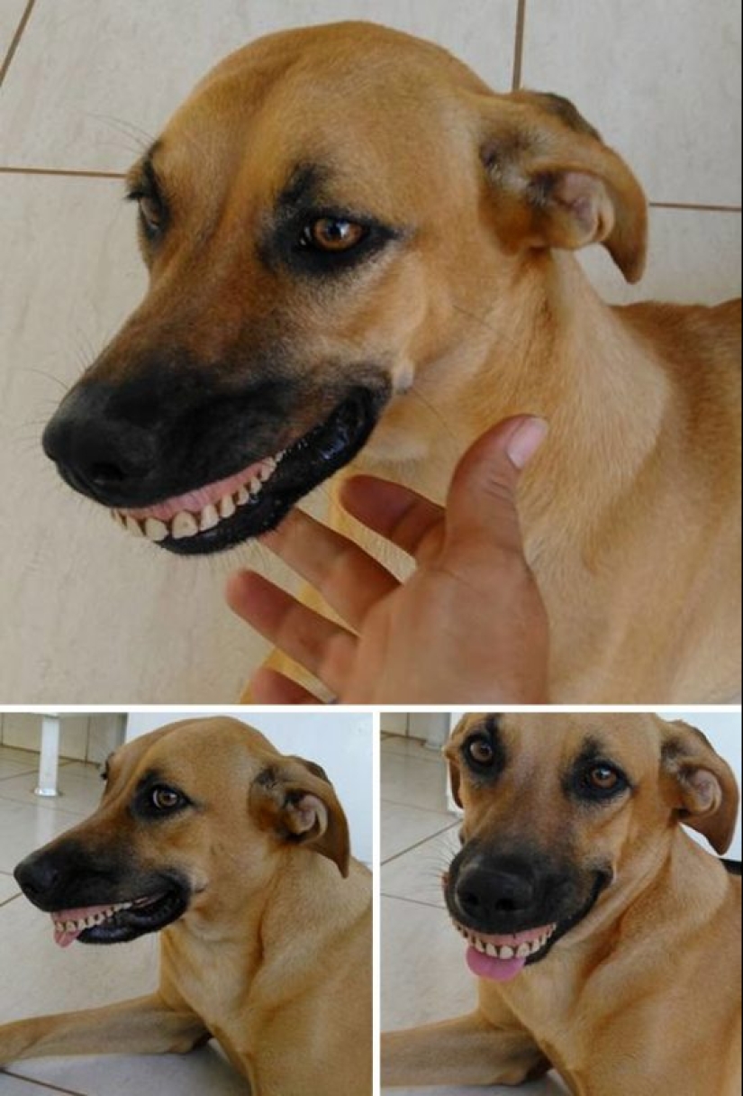 15 perros que trató de ser bueno y obediente, pero algo salió mal