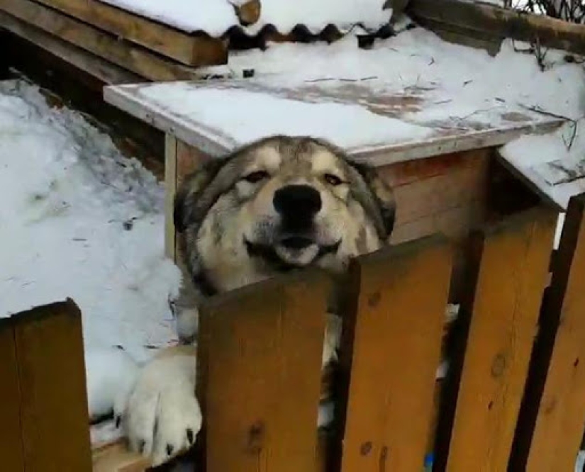 15 perros que trató de ser bueno y obediente, pero algo salió mal