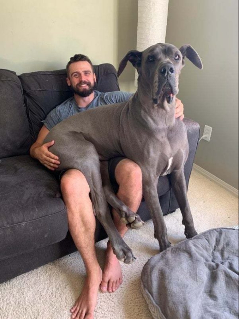 15 perros que trató de ser bueno y obediente, pero algo salió mal