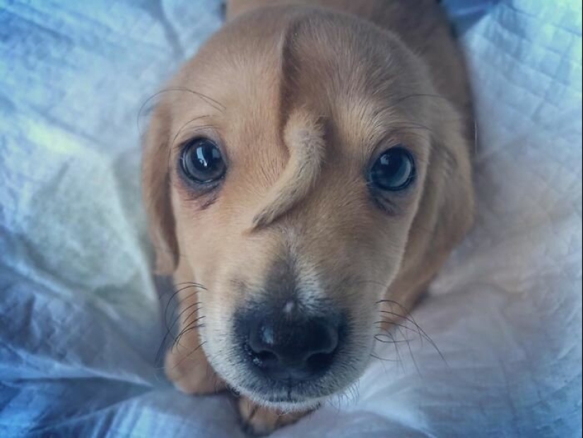15 personas y animales, que ganó la lotería genética