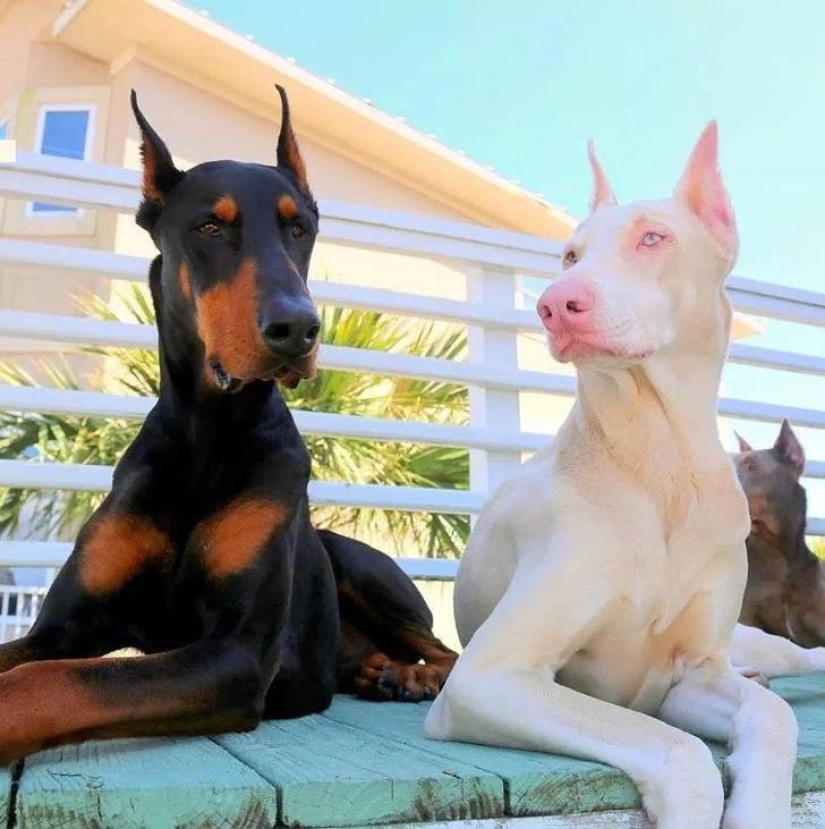 15 personas y animales, que ganó la lotería genética