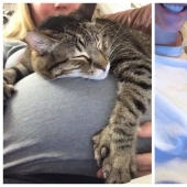 15 pets who realized that their mistress was pregnant 15 pets who realized that their mistress was pregnant