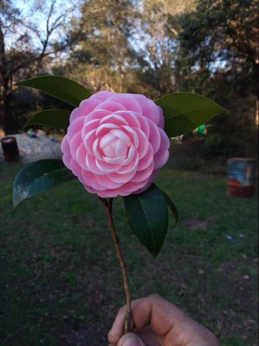 15 photos that will delight your inner perfectionist