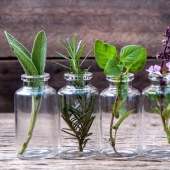 15 plants that can be grown in a glass of water 15 plants that can be grown in a glass of water