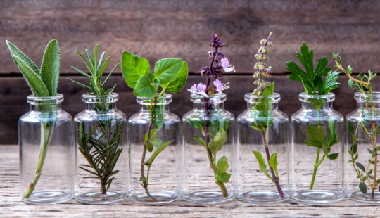 15 plants that can be grown in a glass of water 15 plants that can be grown in a glass of water