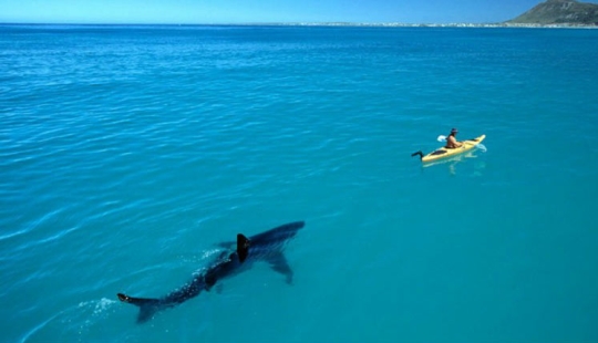 15 shots, after seeing that you're in the water or foot