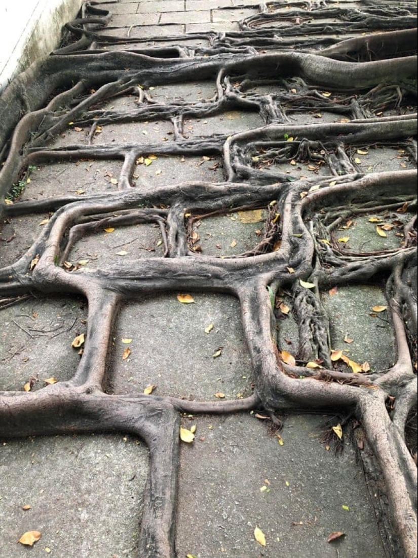 15 situaciones sorprendentes cuando la naturaleza irrumpió en la civilización y comenzó a dictar sus reglas 15 situaciones sorprendentes cuando la naturaleza irrumpió en la civilización y comenzó a dictar sus reglas