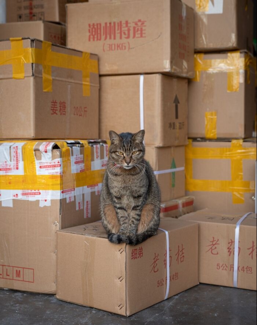 15 Stray Cats That Adapted To Urban Life, Photographed By Marcel Heijnen