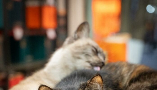 15 Stray Cats That Adapted To Urban Life, Photographed By Marcel Heijnen 15 Stray Cats That Adapted To Urban Life, Photographed By Marcel Heijnen