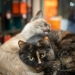 15 Stray Cats That Adapted To Urban Life, Photographed By Marcel Heijnen 15 Stray Cats That Adapted To Urban Life, Photographed By Marcel Heijnen