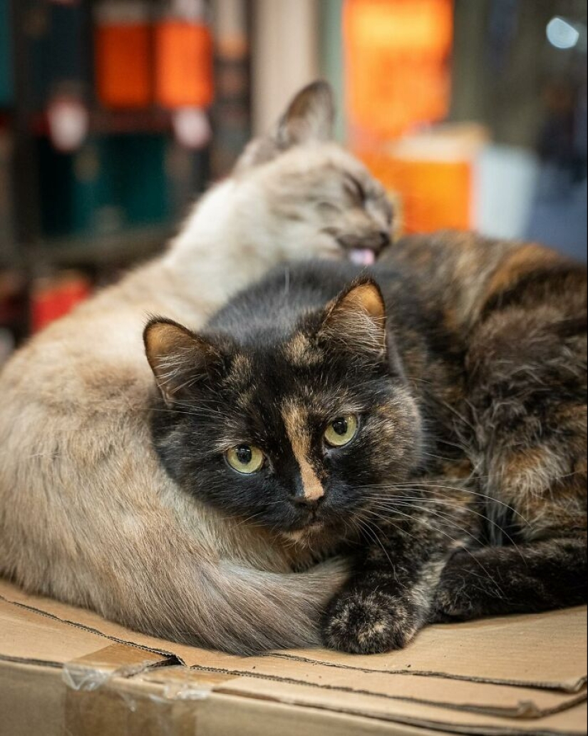 15 Stray Cats That Adapted To Urban Life, Photographed By Marcel Heijnen