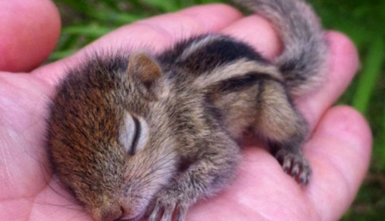 15 tiny babies that fit on the palm of your hand