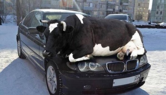 16 chicas lindas atrapadas en situaciones idiotas 16 chicas lindas atrapadas en situaciones idiotas