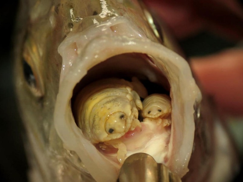 16 creatures that seem to be from another planet