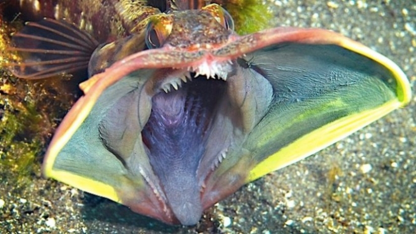 16 creatures that seem to be from another planet