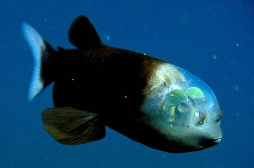 16 criaturas que parecen de otro planeta