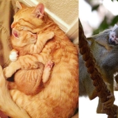16 cute families from the animal world that will melt any heart 16 cute families from the animal world that will melt any heart