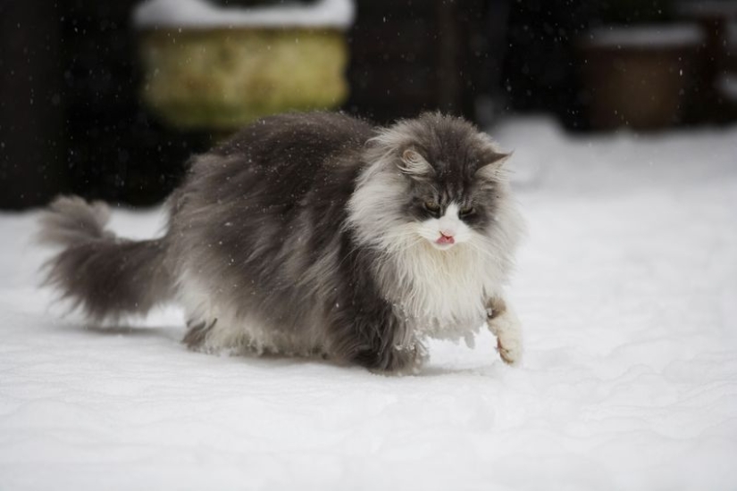 16 de Coon de Maine, en comparación con la que su gato se parecen insignificantes 16 de Coon de Maine, en comparación con la que su gato se parecen insignificantes