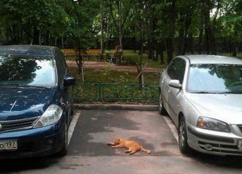 16 fun ways to help you take a parking space