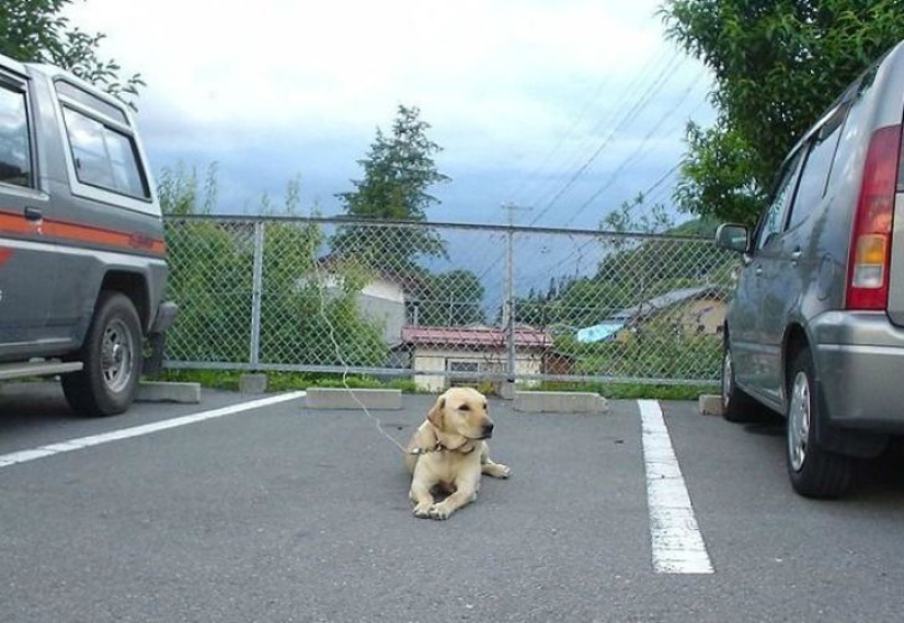 16 fun ways to help you take a parking space