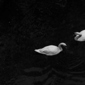 16 ganadores destacados de la naturaleza en los Premios al Fotógrafo del Año 1839 16 ganadores destacados de la naturaleza en los Premios al Fotógrafo del Año 1839