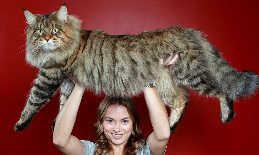 16 Maine Coon, compared with which your cat will look tiny 16 Maine Coon, compared with which your cat will look tiny