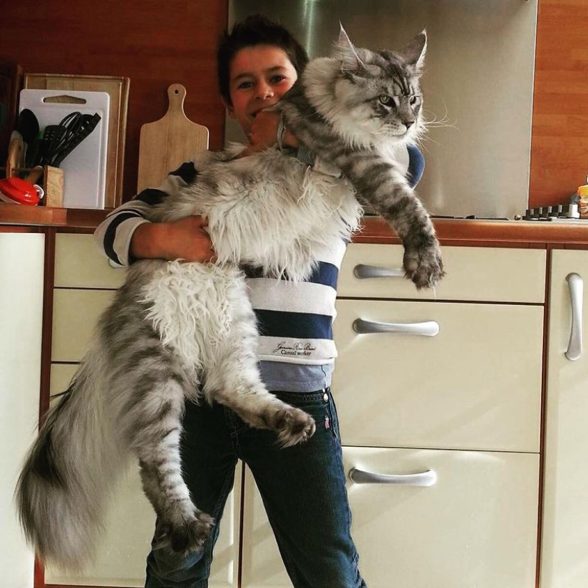 16 Maine Coon, compared with which your cat will look tiny 16 Maine Coon, compared with which your cat will look tiny
